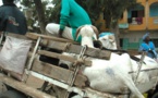 Daara Djolof : après être resté deux jours sans aller aux toilettes, le voleur rend les moutons