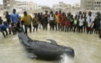 Hann- quai de Marinas:  une baleine sauvée par les services maritimes