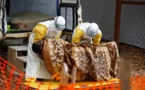 RDC: la riposte à Ebola cible de menaces aux accents politiques?