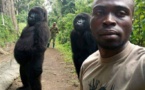 Des gorilles qui aiment les selfies dans le parc des Virunga