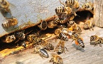 Les abeilles envahissent un village de Kaffrine et tue un enfant de 7 ans