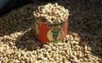 Campagne arachidière 2011: le kilogramme d’arachide passe de 165 à 175 franc CFA