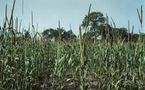 Foundiougne : Le déficit de pluviométrie et le retard de l’engrais frein de l’évolution du mil
