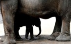 L'Afrique Australe veut la levée de l'interdiction de la vente de l'ivoire