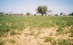 Une découverte macabre dans un champ à Ndiouroul vers Taïf 