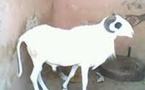 A Matam le prix des moutons varie de 12 000 à 150 000 FCFA