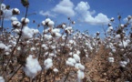 Tchad: les autorités suspendent la distribution de graines de coton importées