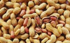 Campagne agricole : 955 tonnes de semences d’arachide seront distribuées à Linguère