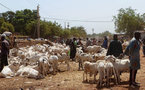 Célébration de la fête de Tabaski: la vente de peau de mouton, un commerce lucratif à Rufisque.
