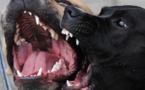 Talibé mordu à Pikine par un pitbull: Le propriétaire du chien prend 6 mois de prison dont 1 mois ferme