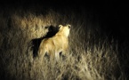 Afrique du Sud: une troupe de lions affole les autorités près de Phalaborwa