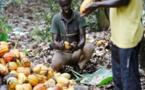 Cacao : le Ghana et la Côte d’Ivoire suspendent leurs ventes