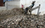 Danger pour les poissons: Greenpeace réclame la fermeture des industries de la farine