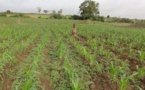 Le Togo mise sur la ZLECAf pour développer son agriculture et ses exportations