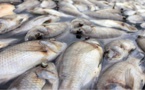 Des poissons morts sur des côtes du Gabon
