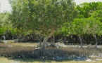 Madagascar: WWF alerte sur la disparition des mangroves
