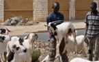 Tabaski: sur la route des moutons en Afrique de l'Ouest