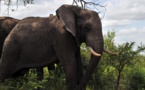 Afrique du Sud: des tests de tuberculose menés sur des éléphants
