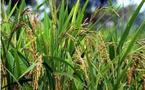 USAID/PCE constate une bonne percée du riz locale à Vélingara (Sud-Sénégal)