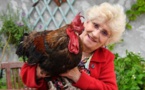 Un coq accusé de nuisance sonore en France gagne son procès