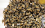 Île à Morfil: trois personnes tuées par les abeilles 