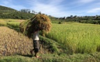 Madagascar: l'agriculture, une filière qui peine à se structurer
