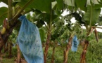 Les producteurs africains de bananes réclament l'aide de Bruxelles