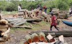 Coupe de bois à Kolda: le Forum Civil et deux autres organisations appellent l’Etat du Sénégal à plus de rigueur