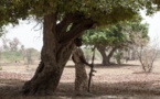 Nigeria: un humanitaire d'Action contre la faim exécuté par des jihadistes