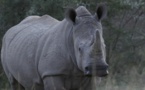 Botswana: les actes de braconnage contre les rhinocéros se multiplient