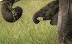 55 éléphants morts de faim et de soif au Zimbabwe