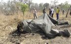Au Cameroun, les massacres d'éléphants continuent