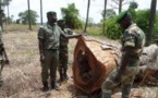Kédougou: neuf burkinabé arrêtés pour coupe illégale de bois