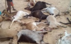 Louga: une meute de chiens décime un troupeau de chèvre à Leona