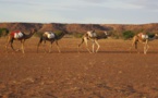 Mauritanie: rencontre pour prévenir les conflits entre éleveurs et agriculteurs