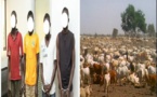 Louga : un gang spécialisé dans le vol de bétail démantelé