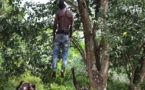 Tivaouane-Peul : un homme de 32 ans retrouvé pendu dans la forêt