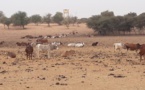 Les problèmes de l’élevage à Kraa Lahmaar en Mauritanie