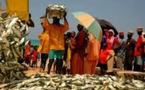 Promesses non réalisées de Me Wade retombent sur Macky : Les mareyeurs du Sénégal réclament 100 millions à l’Etat