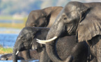 Botswana: la vente aux enchères de permis de chasse à l’éléphant fait polémique