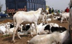 ​Axe Matam-Linguère : un camion tue 32 moutons dans le nord-est du Sénégal