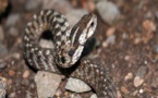 Sédhiou: le jeune frère du correspondant de D-Média, décède des suites d'une morsure de serpent
