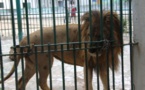 Parc Hann : Voici la vidéo de l'employé qui a été mordu par un Lion 