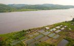 Le «mundele bureau», poisson mystère du fleuve Congo