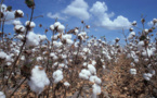 Tchad: baisse des prix des engrais pour la culture du coton