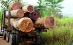 Exportation de 300.000 tonnes de bois de la Gambie vers la Chine: le ministère sénégalais de l'Environnement s'explique
