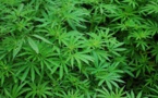Lesotho, pionner africain du cannabis