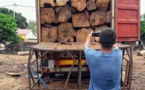 Trafic illicite de bois: les forestiers ruminent des «rancœurs noires»