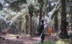 La Côte d'Ivoire peut-elle devenir le géant africain de l'huile de palme durable?