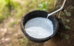 Côte d'Ivoire: l'appel à l'aide des producteurs d'hévéa et d'huile de palme